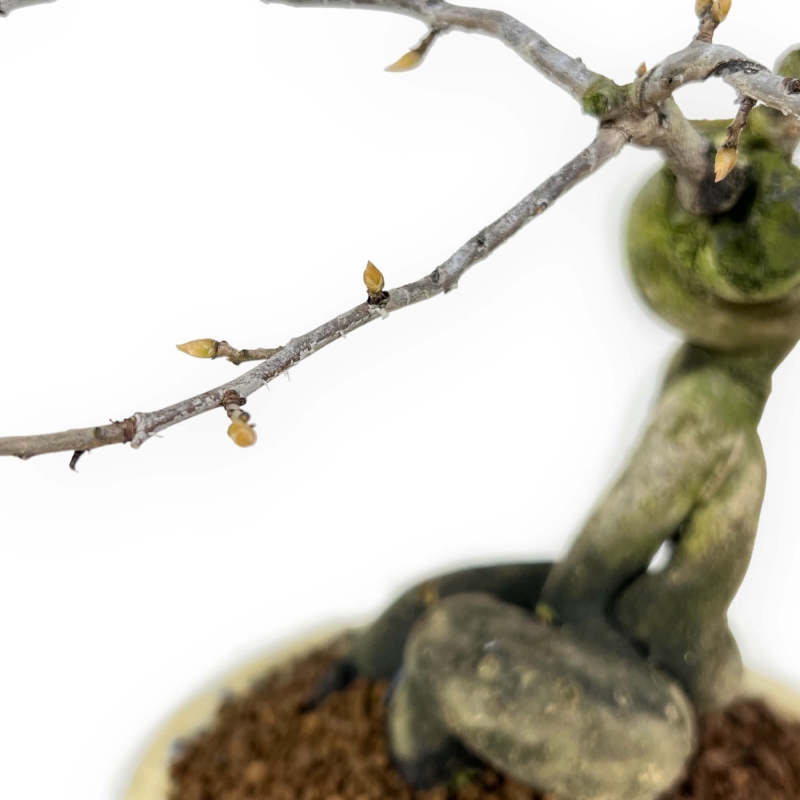 Diospyros Kaki - Plaqueminier - 27 cm
