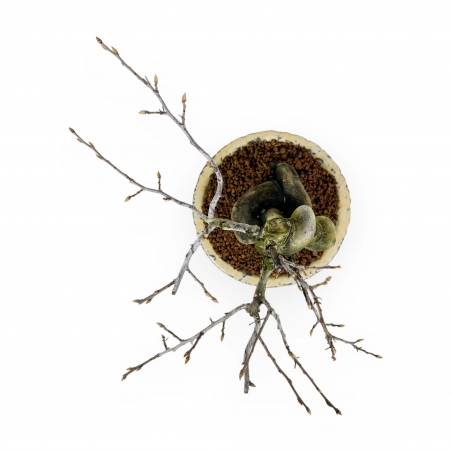 Diospyros Kaki - Plaqueminier - 27 cm