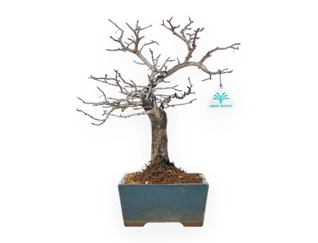 Diospyros Kaki - Plaqueminier - 33 cm