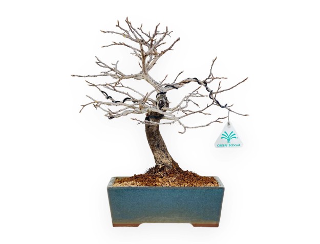 Diospyros Kaki - Kaki - 33 cm 2