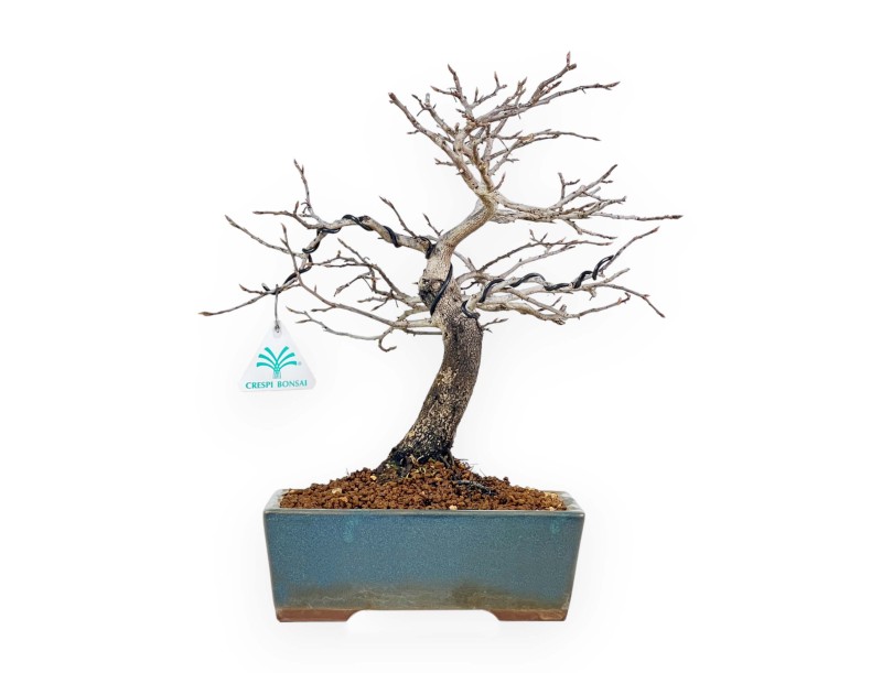 Diospyros Kaki - Kaki - 33 cm