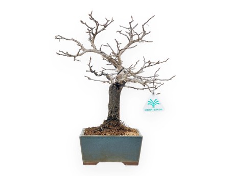 Diospyros Kaki - Kaki - 33 cm