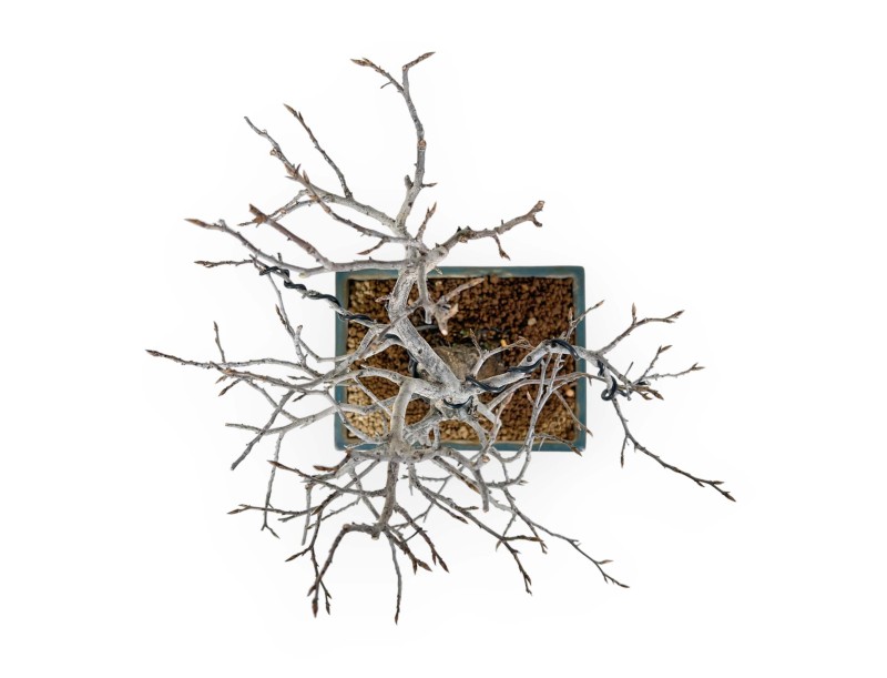 Diospyros Kaki - Plaqueminier - 33 cm