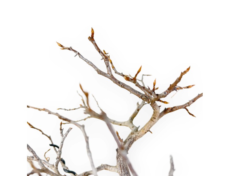 Diospyros Kaki - Kaki - 33 cm