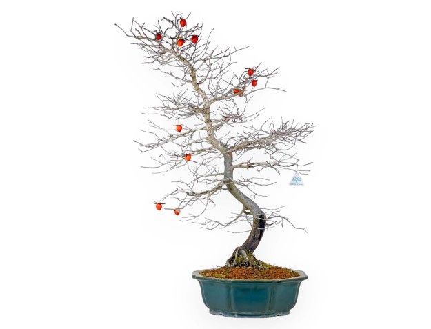 Diospyros Kaki - Kaki - 89 cm 2
