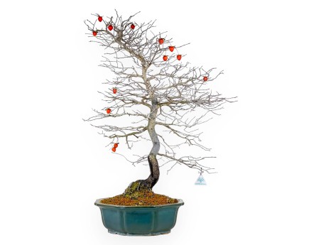 Diospyros Kaki - Plaqueminier - 89 cm