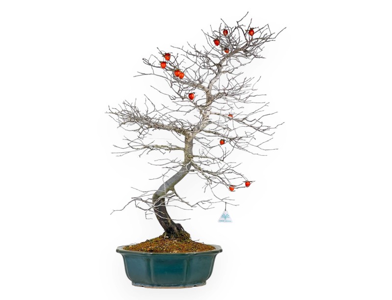 Diospyros Kaki - Plaqueminier - 89 cm