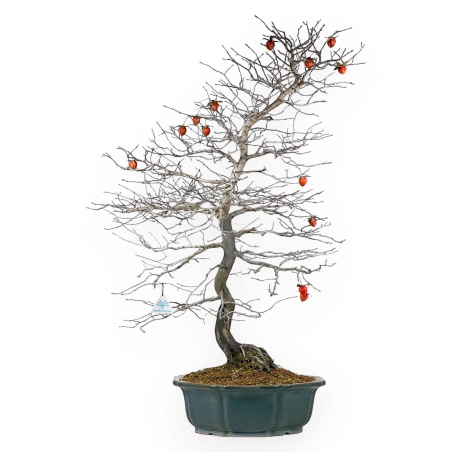 Diospyros Kaki - Kaki - 89 cm