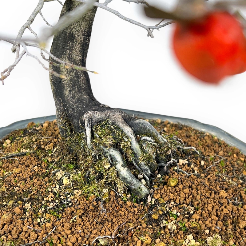 Diospyros Kaki - Kaki - 89 cm