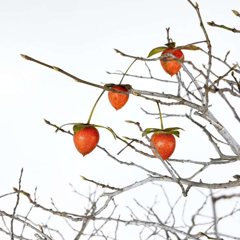 Diospyros Kaki - Kaki - 89 cm