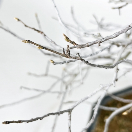 Diospyros Kaki - Kaki - 89 cm