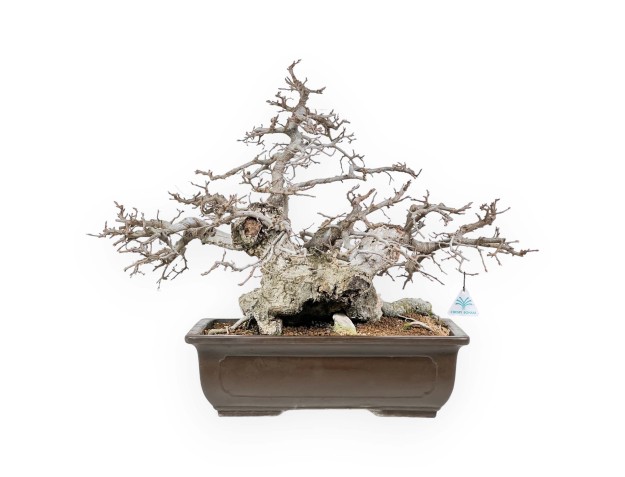Carpinus - Hainbuche - 54 cm