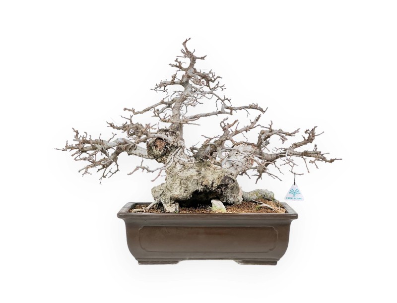 Carpinus - Hornbeam - 54 cm
