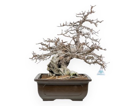 Carpinus - Carpino - 54 cm