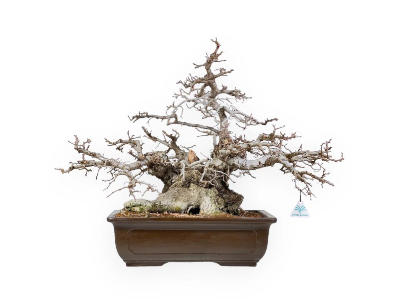 Carpinus - Hornbeam - 54 cm