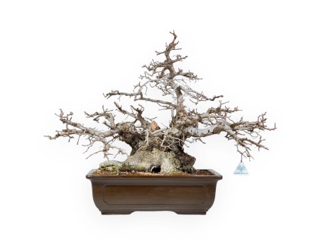 Carpinus - Carpe - 54 cm