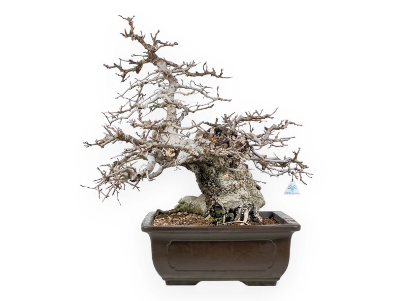 Carpinus - Carpe - 54 cm