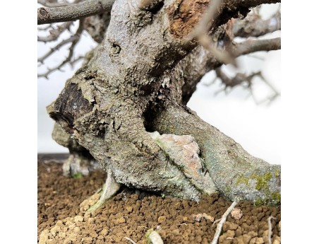 Carpinus - Carpino - 54 cm
