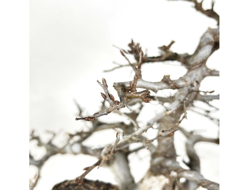 Carpinus - Charme - 54 cm