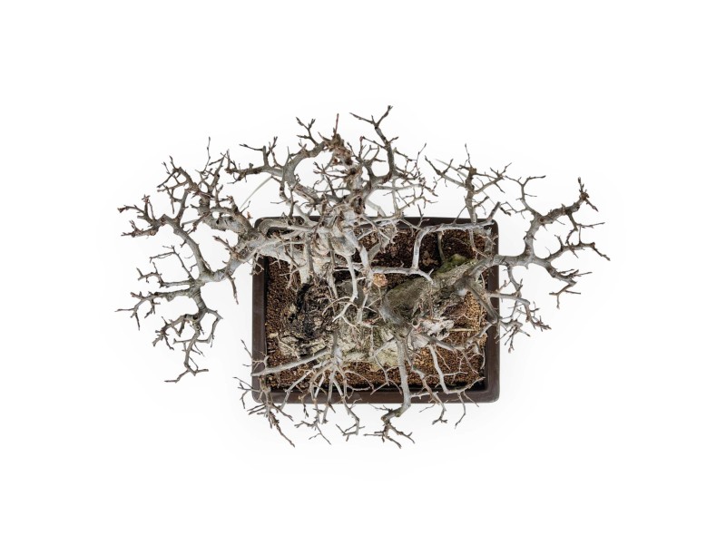 Carpinus - Hornbeam - 54 cm