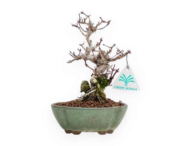 Lonicera - 19 cm
