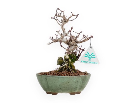 Lonicera - 19 cm