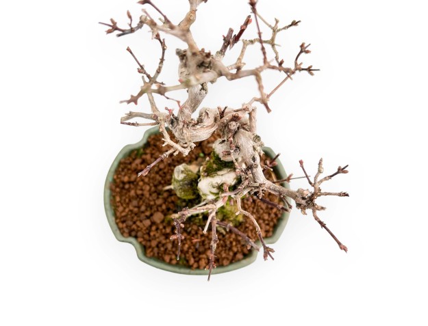 Lonicera - 19 cm 2