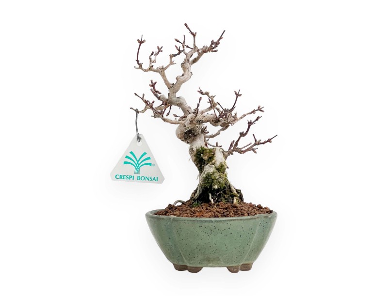 Lonicera - 19 cm