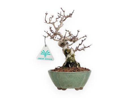 Lonicera - 19 cm
