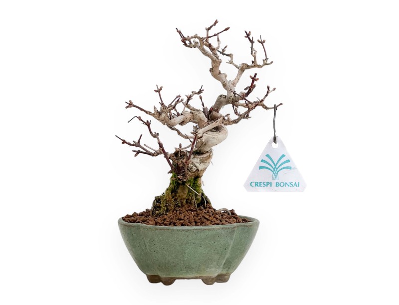 Lonicera - 19 cm
