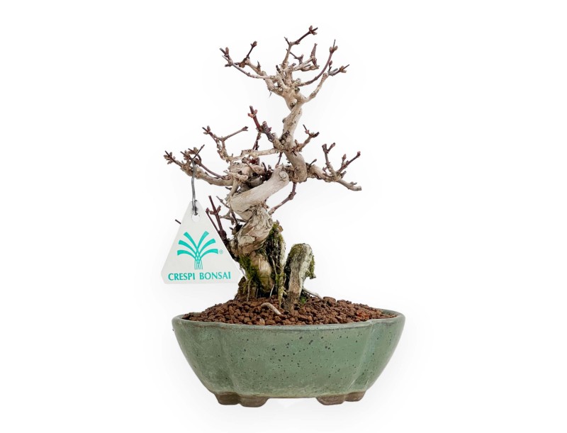 Lonicera - 19 cm