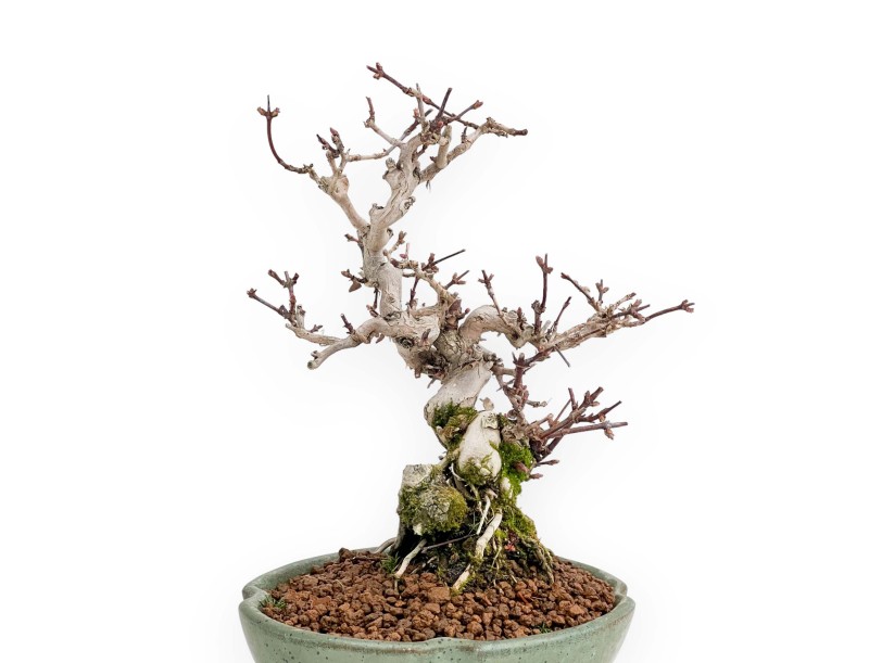 Lonicera - 19 cm