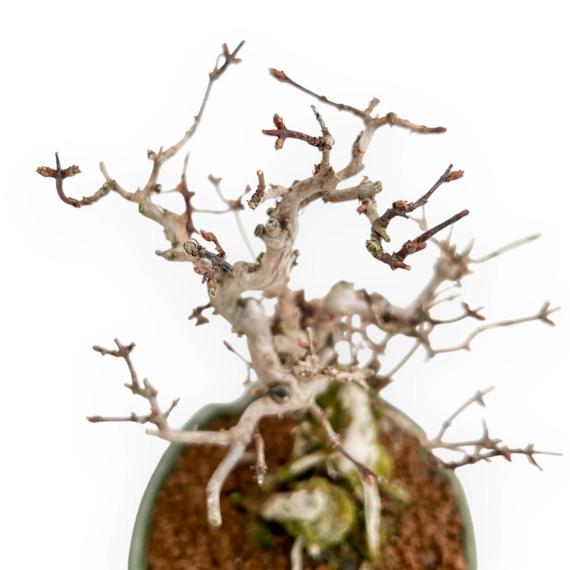 Lonicera - 19 cm
