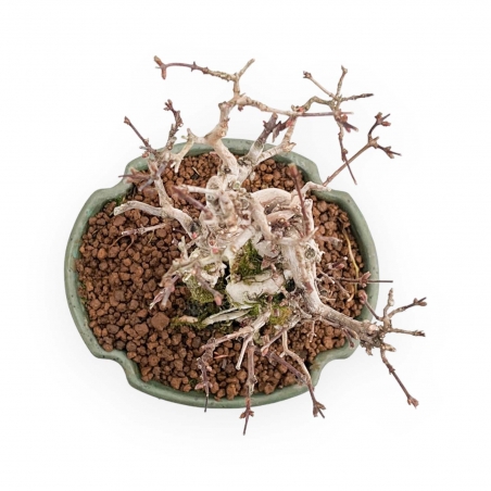 Lonicera - 19 cm