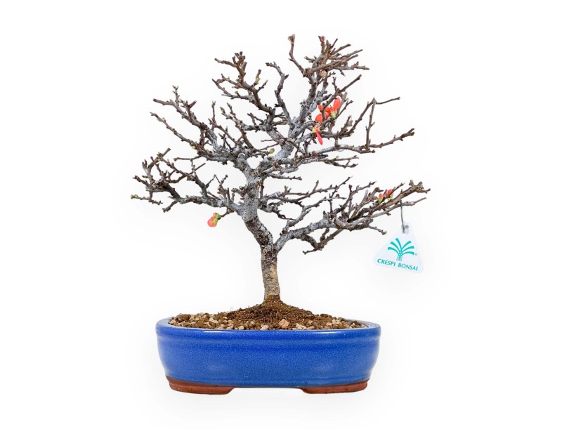 Chaenomeles Chojubai - Cotogno - 33 cm
