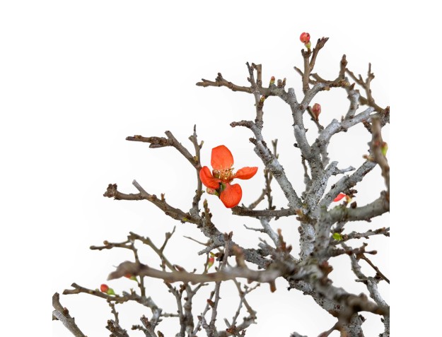 Chaenomeles Chojubai - Cotogno - 33 cm 2