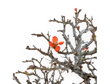 Chaenomeles Chojubai - Cotogno - 33 cm