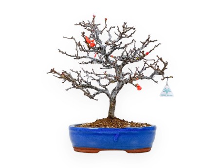 Chaenomeles Chojubai - Cotogno - 33 cm