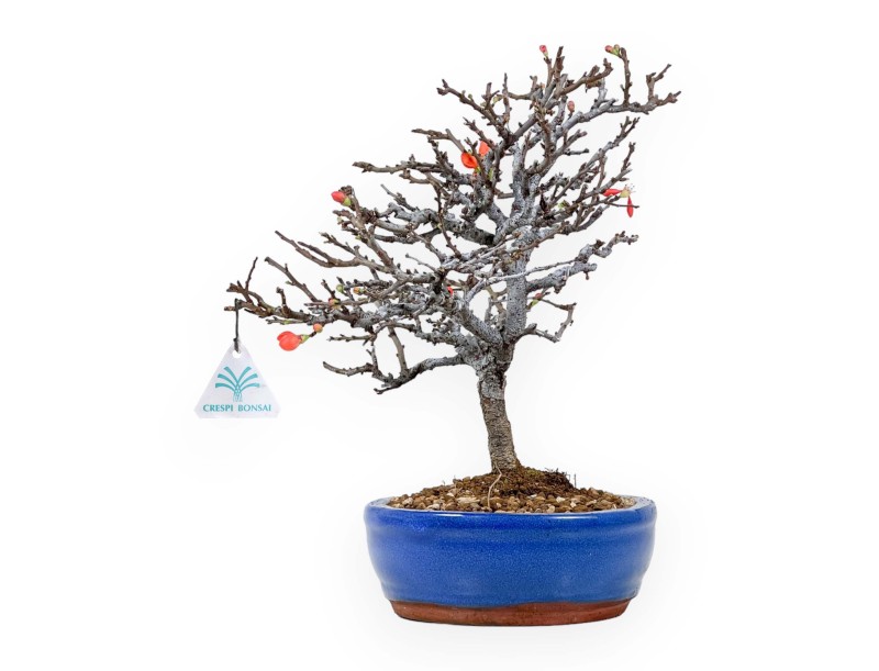 Chaenomeles Chojubai - 33 cm