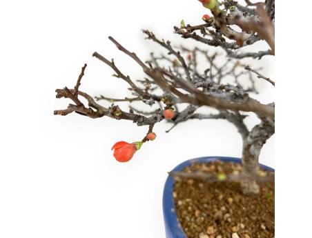 Chaenomeles Chojubai - Asian quince - 33 cm