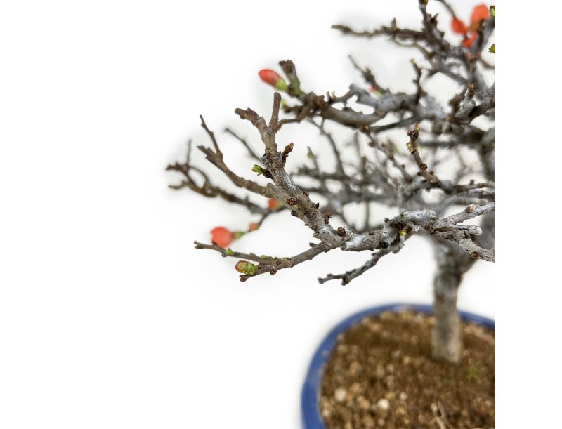 Chaenomeles Chojubai - Coing asiatique - 33 cm