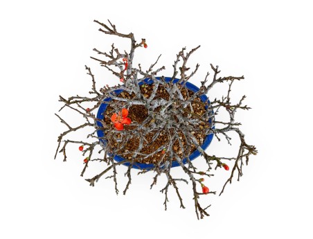 Chaenomeles Chojubai - 33 cm