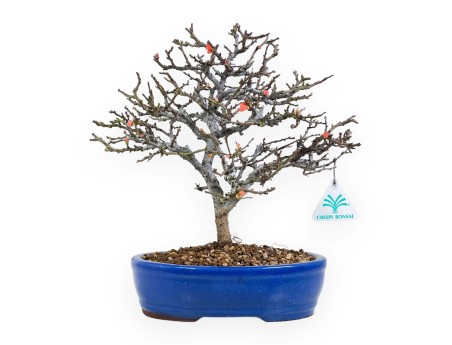 Chaenomeles Chojubai - 32 cm