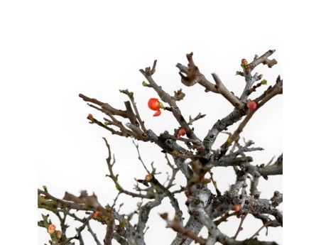 Chaenomeles Chojubai - 32 cm