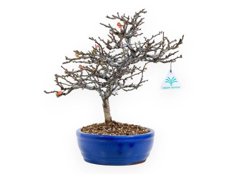 Chaenomeles Chojubai - 32 cm