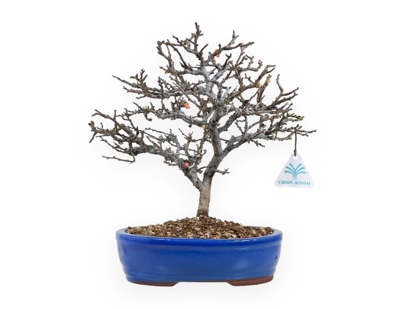Chaenomeles Chojubai - Coing asiatique - 32 cm