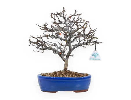 Chaenomeles Chojubai - Cotogno - 32 cm