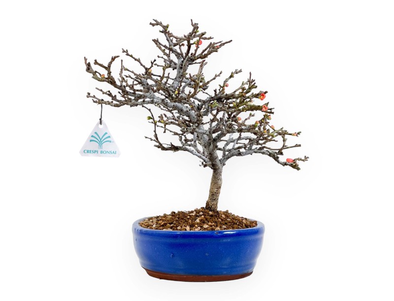 Chaenomeles Chojubai - 32 cm