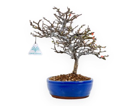 Chaenomeles Chojubai - 32 cm