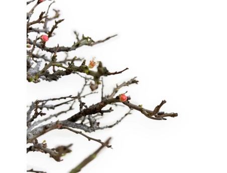 Chaenomeles Chojubai - 32 cm